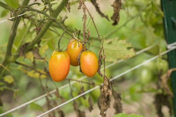 New baby cherry tomatoes growing in garden 