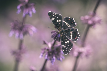 Black and white butterfly on a purple wildflower