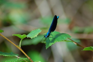 Blue dragon-fly resting in a green leaf