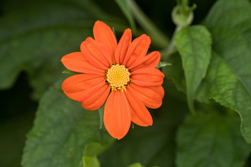 Orange Single Isolated Wildflower in Nature