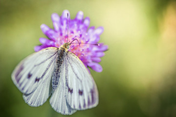 White cabbage butterfly on a purple wildflower