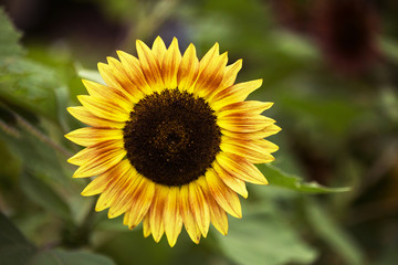 Single Summer Sunflower