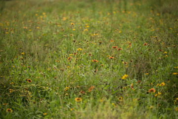 Wildflower field in the summer