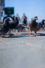 Close up of birds and pigeons