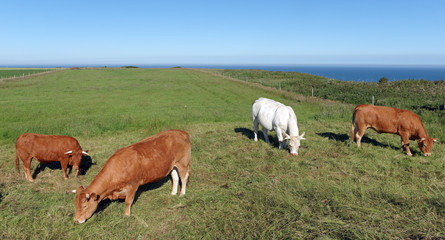 Vaches normandes sur les falaises de Normandie