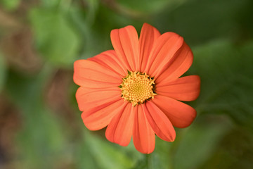 Orange Single Isolated Wildflower in Nature