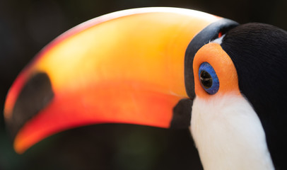 Ramphastos toco toucan
