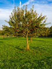 Apfelbaum auf einer Streuobstwiese im Taunus im Herbst