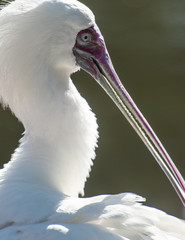 African spoonbill portrait