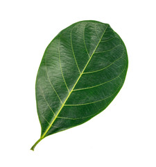 leaf of jackfruit green isolated on white background.