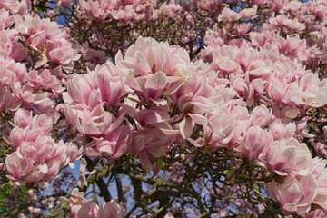 Magnolienlüte