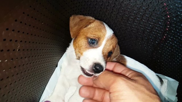 Jack Russell Terrier Two Months Old Puppy Being Petted 