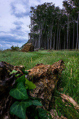 Obraz premium forrest near the cliff