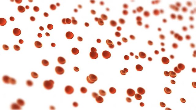 Red blood cells moving motion background loop