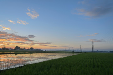 朝焼けと田んぼ