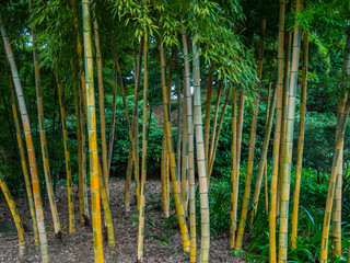 Bamboo trees at Imperial Palace East Gardens in Tokyo