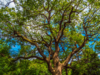 Amazing trees and vegetation at Imperial Palace East Gardens in Tokyo