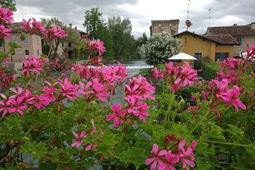 pink geranium flowers  and Mincio River