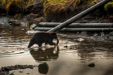 Bear carries a salmon