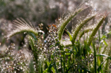 The dew on the ears illuminated by the sun in soft light. Selective focus.
