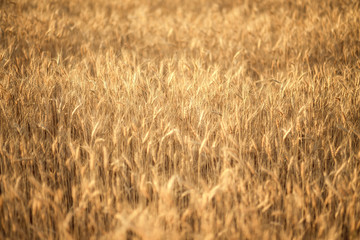 backdrop of ripening ears of yellow wheat field on the sunset cloudy orange sky background. Copy space of the setting sun rays on horizon in rural meadow Close up nature photo Idea of a rich harvest