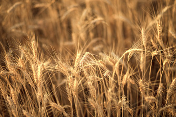 Obraz premium Gold wheat field