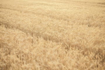 Wheat field, wheat background