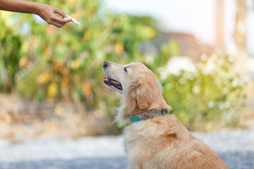 Woman owner of golden retriever training her dog for feeding food.