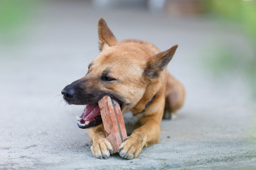 Close up of Thai dog's biting a red brick for playing.