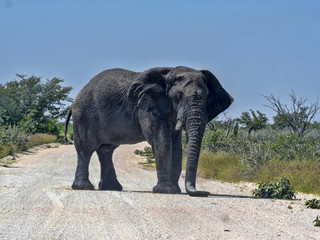 Angry male African elephant, Loxodonta africana, on the road in Etosha National Park, Namibia