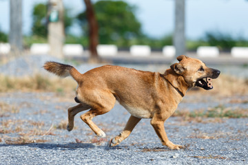 Thai dog biting and running a red brick.