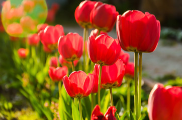 Fototapeta premium Bright fresh red tulips grow on a flower bed.