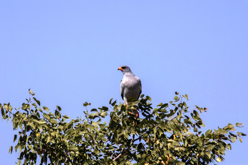 Pale chanting goshawk, Melierax canorus, on a tree in the Etosha National Park, Namibia