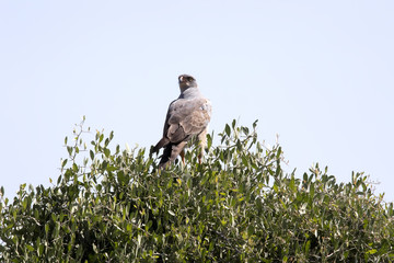 Pale chanting goshawk, Melierax canorus, on a tree in the Etosha National Park, Namibia