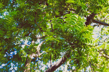 Fototapeta premium tropical looking tree with lushy green leaves