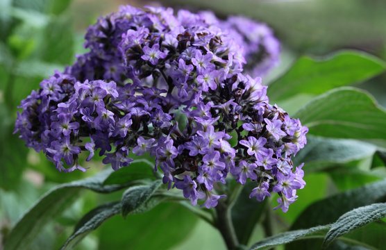 Heliotrope Plant With Lila Flowers