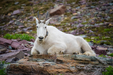 A Rocky Mountain goat at Glacier National Park