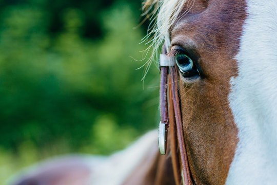 Close up portait of blue eye a white and brown horse standing outside in a farm in summer over green background.
