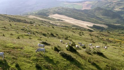 Grazing cattle on green meadow, farm crops panorama in the background