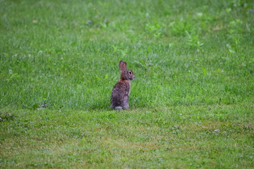 Rabbit