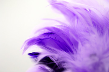 Obraz premium Closeup purple feather ,Multicolored feathers ,background texture, abstract