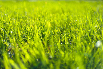 Texture of green meadow grass closeup. Green grass background,