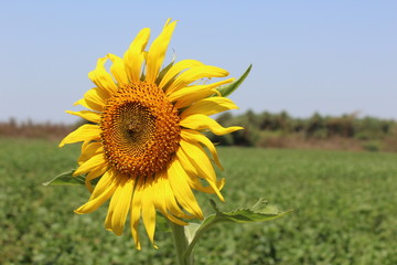 sunflower, flower, field, nature, summer, yellow, sky, agriculture, sun, sunflowers, blue, plant, green, blossom, beautiful, bright, beauty, sunny, spring, landscape, leaf, floral, growth, flowers, pl