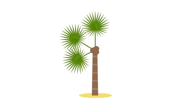 Animated palm tree / tropical plant, isolated on transparent background for your site, web banner or presentation, modern flat design conceptual style. Full HD. Alpha channel.