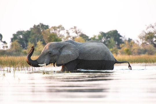 Elephant traversant un cours d'eau dans le delta de l'Okavango (Botswana, Afrique)