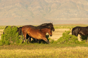 Wild Horses int he Utah Desert in Summer