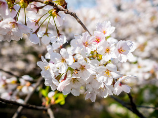 Flowers of the cherry blossoms close up on a spring day in seoul, South Korea.Blank space background on blue sky.