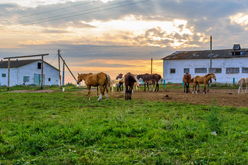 Fototapeta na wymiar the horses on the farm next to the stable at sunset