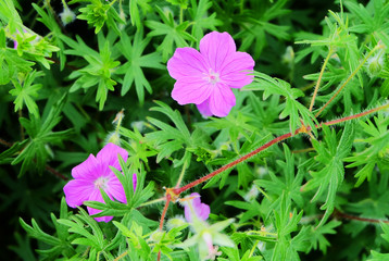 Flowering forest geranium in summer in the forest