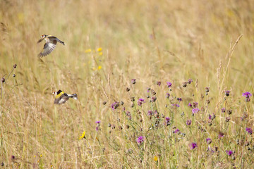 Obraz na płótnie Canvas Goldfinch foraging on thistle plants in a meadow